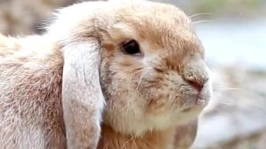 Açık Kulaklı Kahverengi Tavşan Yakın Çekim Portresi