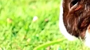 Kahverengi ve Beyaz Tavşan Yüzlü Çimenlere Yakın Çekim