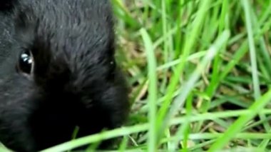 Siyah Tavşan Çimenlerde Saklanıyor