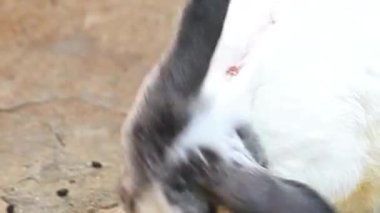 Beyaz Gri Kulaklı Tavşan Kapanış Portresi