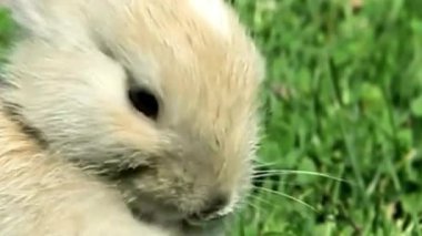 Sevimli Bebek Tavşan Surat Yeşil Çim 'e yakın çekim