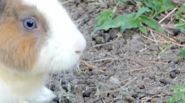 Topraktaki Mavi Gözlü Tavşan Tarafı Profili