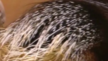 Kirpi Saman Kapanışında Dinleniyor Tüylü Tüy ile