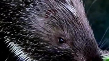 Kirpi Surat Tüylü ve Bıyıklı Yakın plan