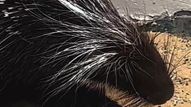 Kirpi Tüyleri Duvara Karşı Yan Yakın Çekim