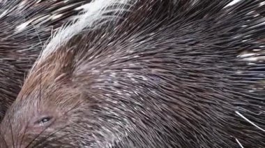 Kirpi Tüylü Ceket Makro Kapalı Gözlü Kapalı