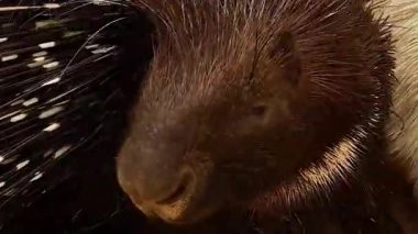 Kirpi, Makro Yakın Çekim Dokusunu Tüylerini Tüylendiriyor