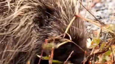 Yakından Fırçayla Yakından Kirpi Arıyor