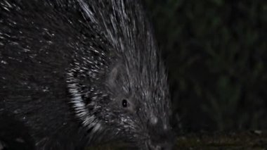 Yükseltilmiş Tüylü Kirpi Gecesi Kapanışı