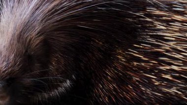 Kirpi Tüyleri Baş Detaylı Yakın plan