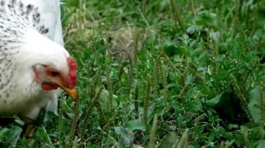 Yeşil Çimende Benekli Beyaz Tavuk Arıyor