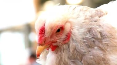 Kırmızı Taraklı Beyaz Tavuk Kapalı Portresi