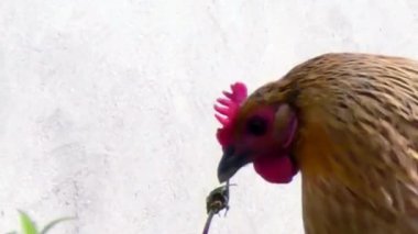 Kırmızı Tarak ile Kahverengi Tavuk Kapanışı