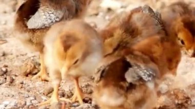 Pofuduk Yavru Yavrular Anne Tavukla Sarıldı