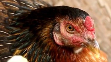 Kehribar Gözlü Kız Kapanışı