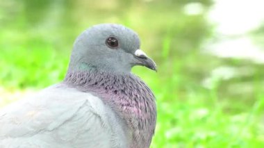Gri Güvercin Portresi Park Pond ve Yeşil Bokeh