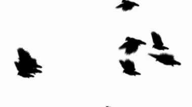 Kuş Siluetleri Beyaz Arkaplanda Uçuyor