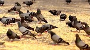 Şehir Meydanı 'nda Altın Tahılla Beslenen Güvercinler