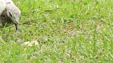 Benekli Güvercin Yeşil Çimlerin Kapanışında