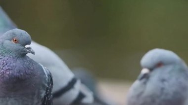 Üçlü Güvercin Portresi Yanardöner Boyunlu ve Bokeh