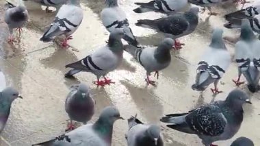 Yağmurdan Sonra Islak Plaza Kiremitleri 'nde Güvercin Sürüsü