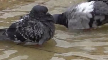 Güvercinler sığ Çeşme Havuzunda Banyo Yapıyor