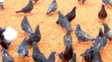 Şehir Meydanı 'nda Turuncu Toprakla Beslenen Güvercin Sürüsü