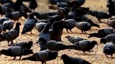 Şehir Meydanı 'nda Altın Tahılda Yuvarlanan Güvercinler