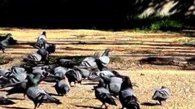 Güneş Işığı Parkı 'nda Beslenen Güvercin Sürüsü