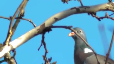 Mavi Gök 'e Karşı Ağaç Güvercini