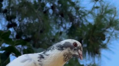 Mavi Gökyüzü Arkaplanlı Benekli Beyaz Güvercin Portresi