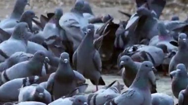 Kentsel Arazi Kapanışı 'ndan beslenen Güvercin Kalabalığı