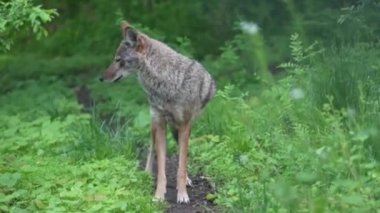 Doğal Yaşam Alanında Kritik Tehlikede Olan Kırmızı Kurt ile Sessiz Karşılaşma