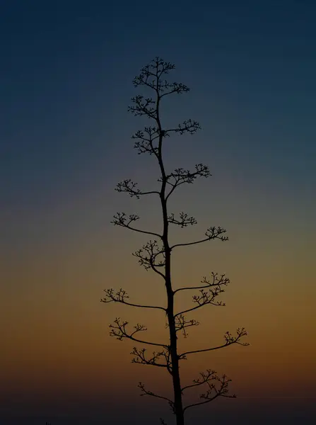 Dramatik günbatımı arka planında siluet ağacı