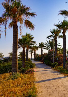 Kıbrıs 'ın Chloraka köyündeki Akdeniz kıyısındaki palmiye ağaçlarıyla gezinti alanında yaz sabahı