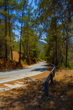 Kıbrıs 'ta dağlık ormanda boş otomobil yolu 