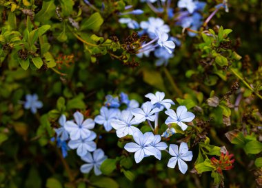 Küçük açık mavi çiçekler yeşil yapraklarla 
