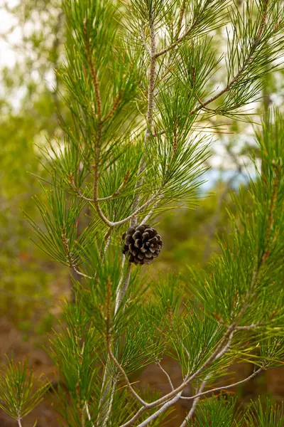 Ağaçtaki çam kozalağının yakın görüntüsü