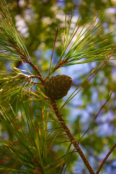 Bir dalda çam kozalağı