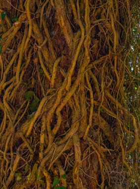 Ormandaki garip ağaç gövdesine yakın çekim