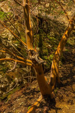 Kıbrıs 'ın Troodos Dağı' ndaki muhteşem orman