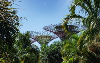 Singapur 'daki ünlü Marina Körfezi Bahçelerinde yapay palmiyeler.