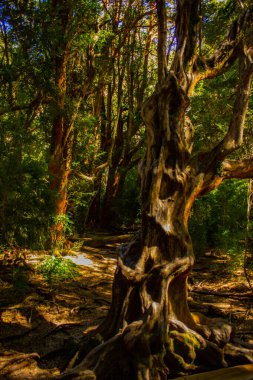 Arjantin 'de mersin ağaçları ormanı 