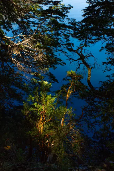 Arjantin 'in Bariloche kenti yakınlarındaki gölde ağaç gövdesi
