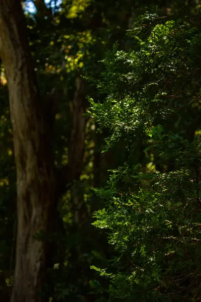 Patagonya 'daki Orman, Arjantin