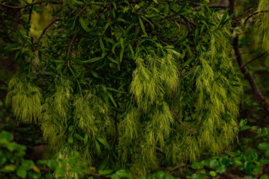 Patagonya 'daki Orman, Arjantin