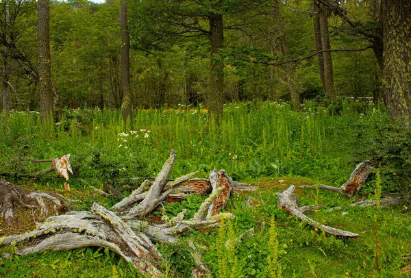 Patagonya 'daki Orman, Arjantin