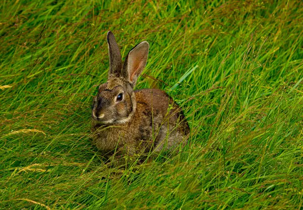 Küçük bir tavşan otların arasında kulaklarını yıkıyor.