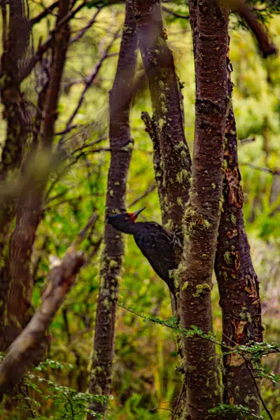 Arjantin, Terra del Fuego 'daki ağaç gövdesinde kırmızı yüzü olan siyah ağaçkakana yakından bakın.
