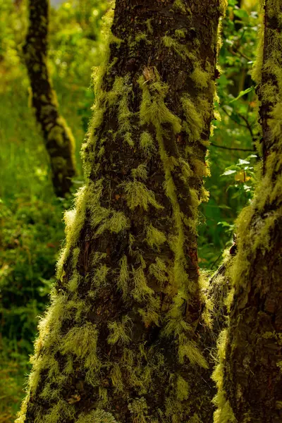 Arjantin, Terra del Fuego 'da uzun yosunlu ağaç gövdesi